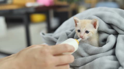 Baby cat drinking milk