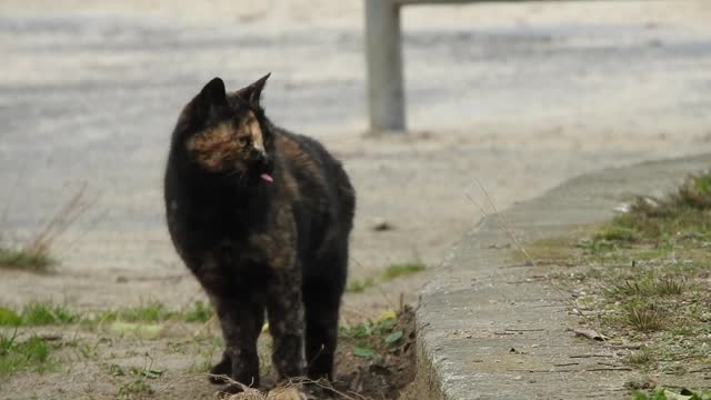 cute domestic cat