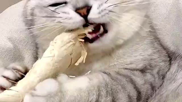 The little cat eats, do not give her to eat also sajiao