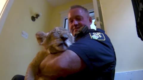 Police officer cuddles a lion cub on the best call of his career