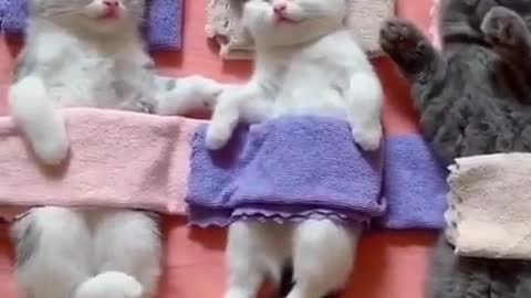 Adorable kittens sleeping