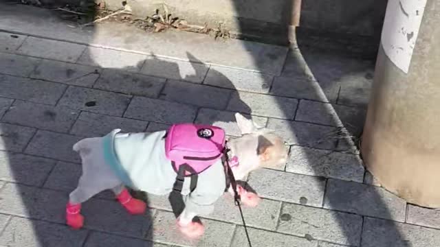 Abandoned dog going for a walk