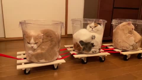 Proper transportation of Cats. A cat is a liquid.