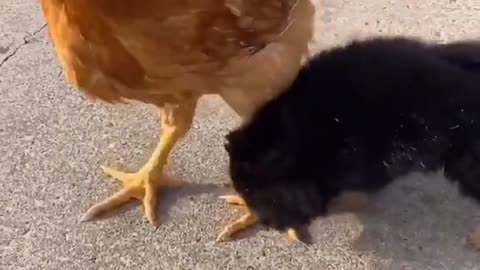Cute and Funny Dog Videos