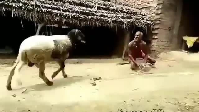 Old Man Vs Goat