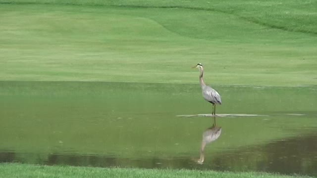 Blue Heron Fishing