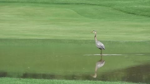 Blue Heron Fishing