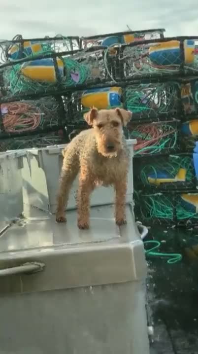 Captain Pawesome...🐕🐾⚓🌊🚢😅