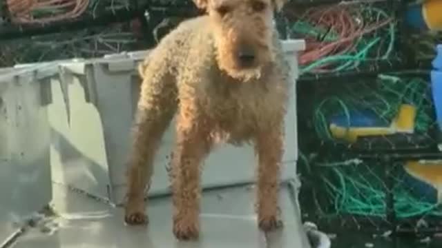 Captain Pawesome...🐕🐾⚓🌊🚢😅