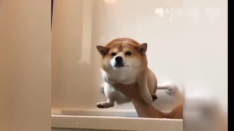 funny dog - #1