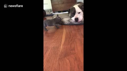 Resting pit bull unimpressed by puppy's attempt to gain its attention