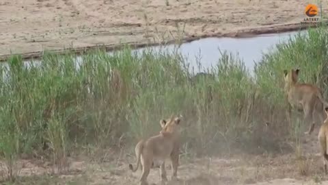 Angry Hippo Tries Fighting Off 7 Lions