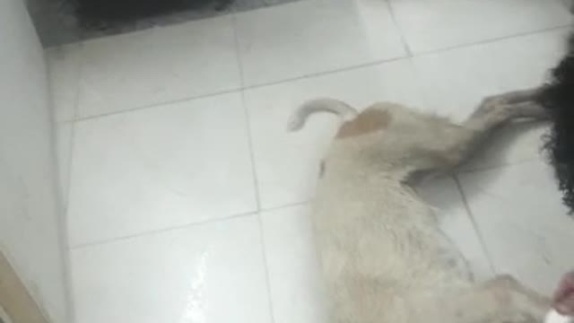 Dog is die . So sad 😭