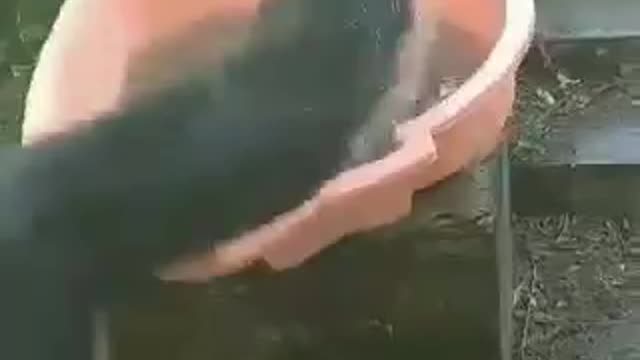 My dog falls while swimming