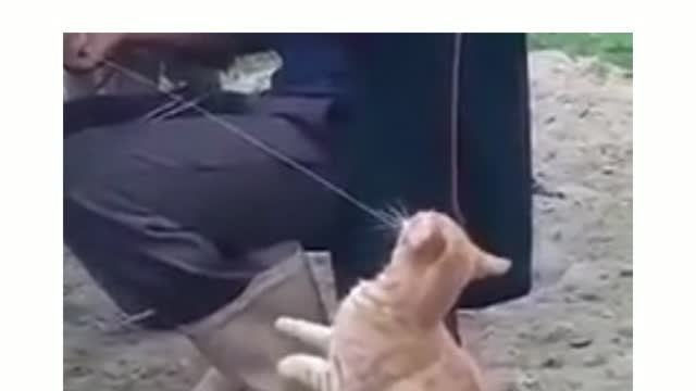 Smart cat waiting for milk straight from the kitty 👨‍🌾🐄 🐈