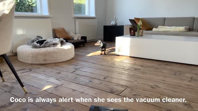 How do my dogs react to the vacuum cleaner