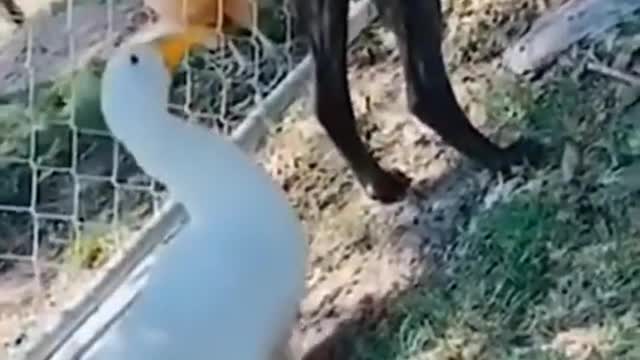 Cat 🐈 and dog funny moments|| cat 😸 And dog funny video 😂📸