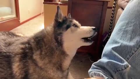 I Caught My Husky Complaining About ME To My Mum!