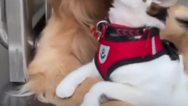 Dog and Cat so lovely funny video #Dog funny# cat # cute cat#