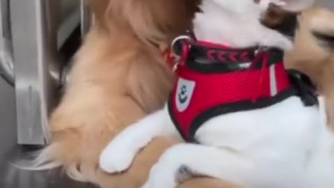 Dog and Cat so lovely funny video #Dog funny# cat # cute cat#