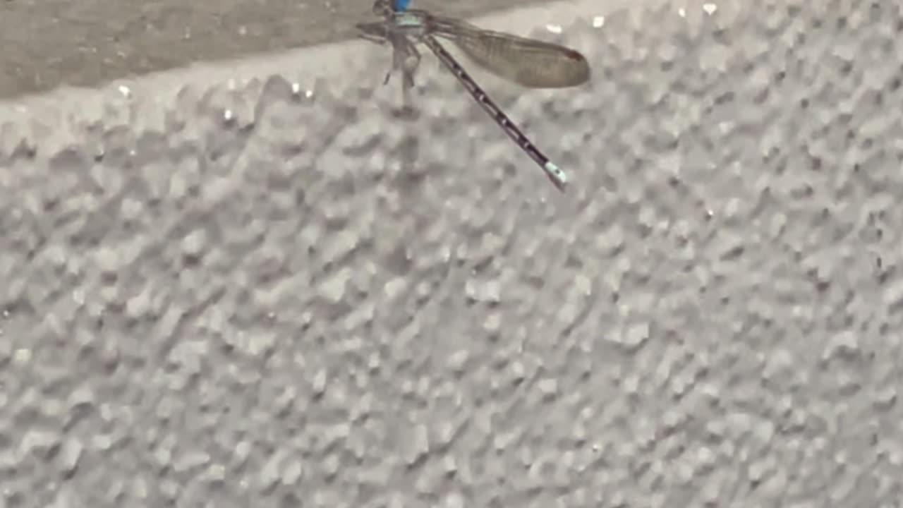 Blue dragonfly mating