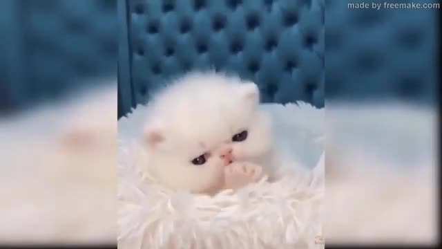 Funny baby cats video, so cute!
