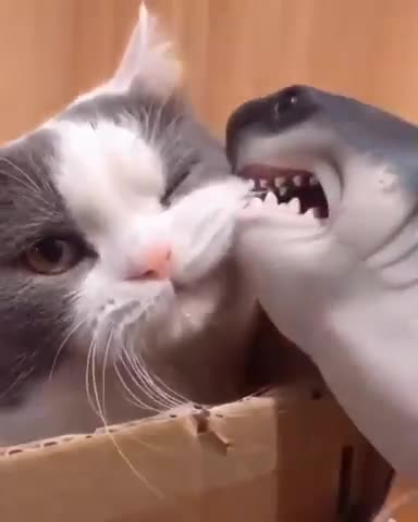 Cute cats reaction what's app status video/cats what's app status# shorts