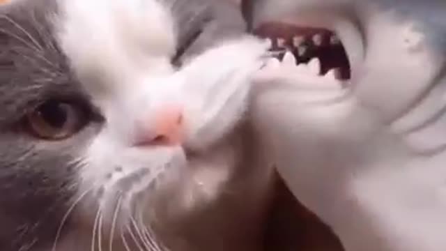 Cute cats reaction what's app status video/cats what's app status# shorts