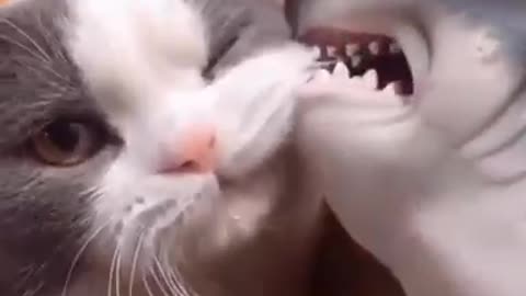 Cute cats reaction what's app status video/cats what's app status# shorts