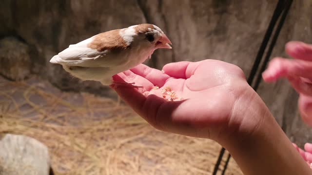 The pretty bird is feeding from my hand