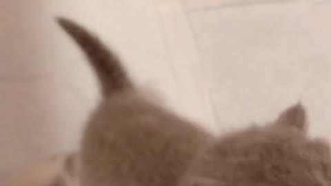 cat hunger strike