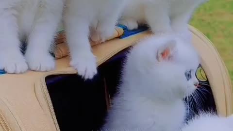 Cute cat😺😺