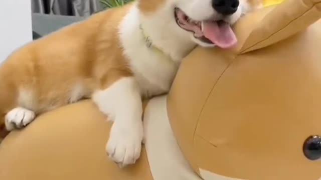 If you have a dog, please cherish it and give it warmth and love