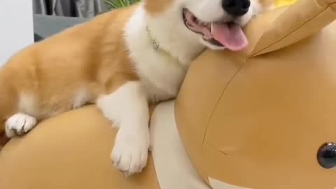 If you have a dog, please cherish it and give it warmth and love