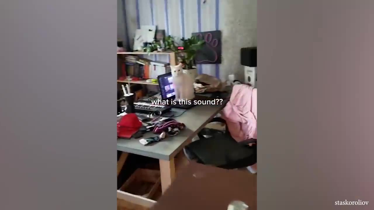 Funny Cat Videos of 2024