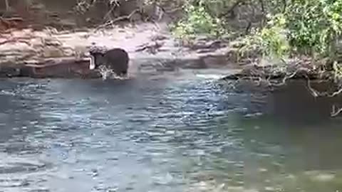 Baby Hippo spotted- Victoria Falls #healthyhappyhippo