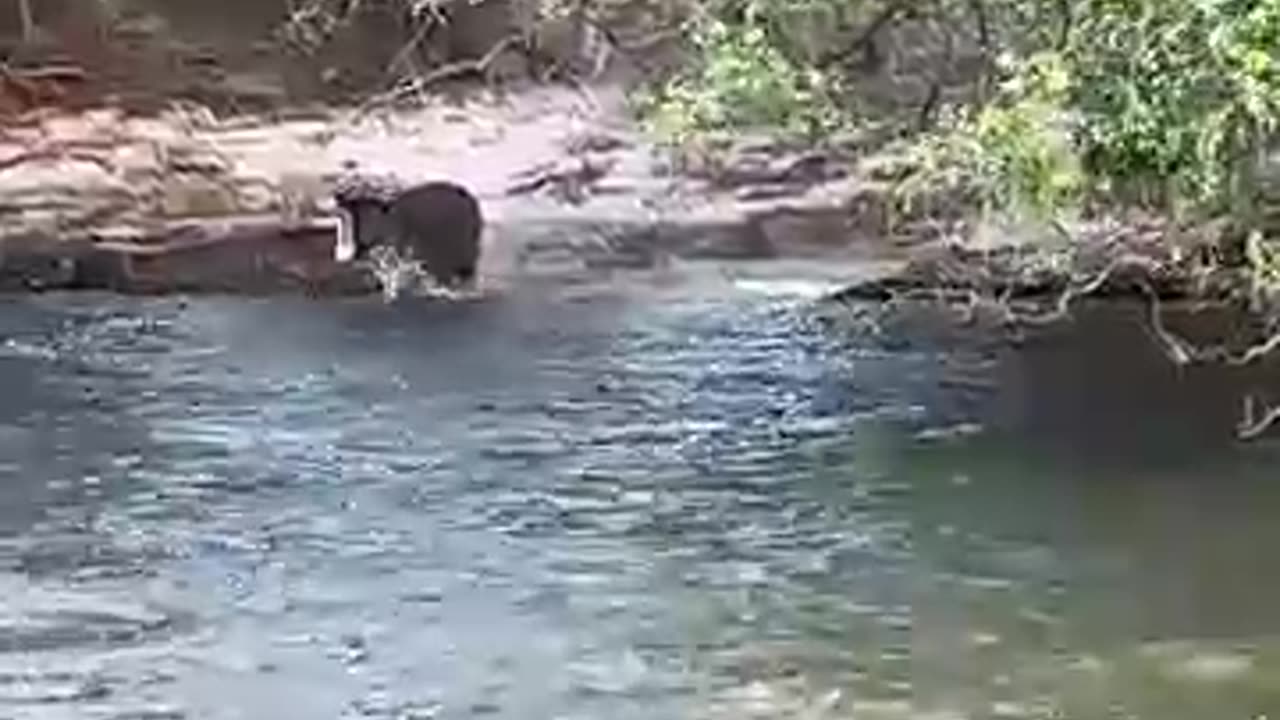 Baby Hippo spotted- Victoria Falls #healthyhappyhippo