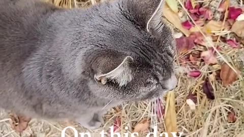 Greeting a friendly cat.