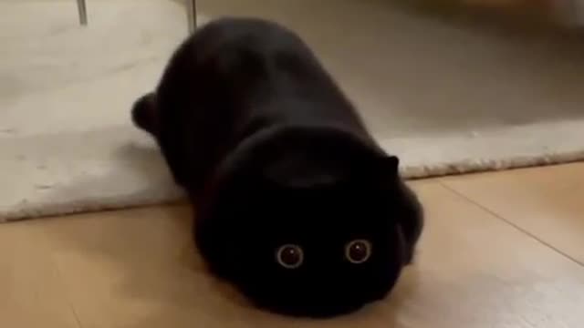 Cat video