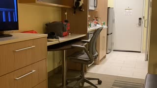 Chonky Cat Tries Hard to Climb