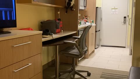 Chonky Cat Tries Hard to Climb