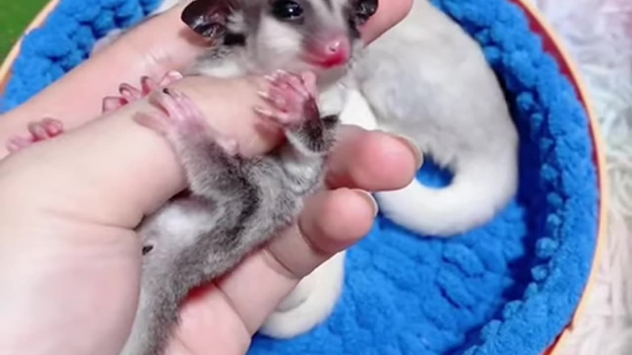 Adorable Baby Sugar Gliders #sugarglider #sugarglidercare