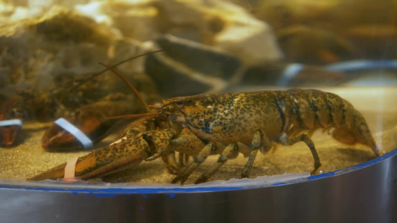 Fresh crabs in seafood market