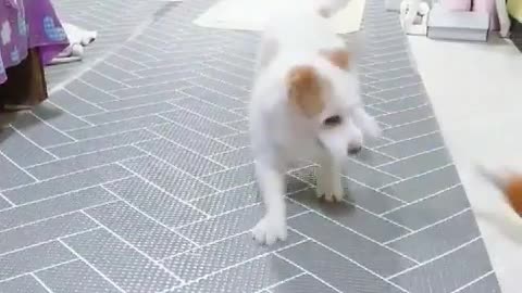 Puppy Bringing A Toy And Suddenly Bringing A Shoes