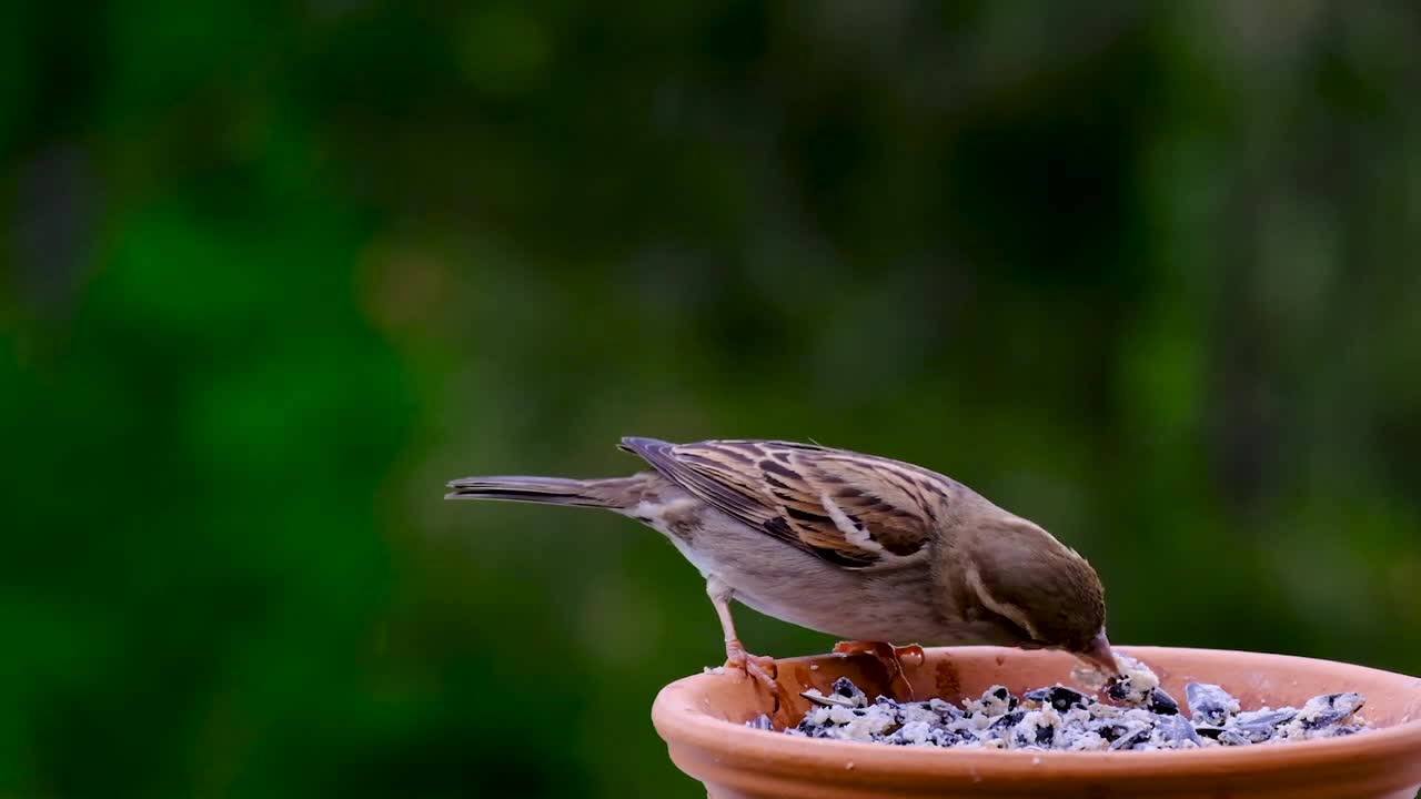 A bird eating from a plate