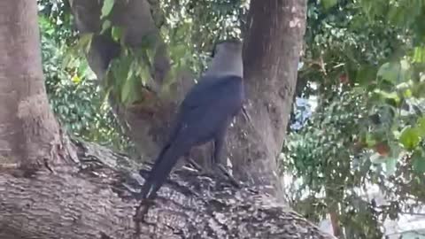 Cute Crow videos sitting on the tree 🌳 videos