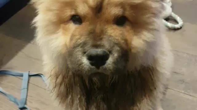 Chow puppy snacking on frozen blueberries