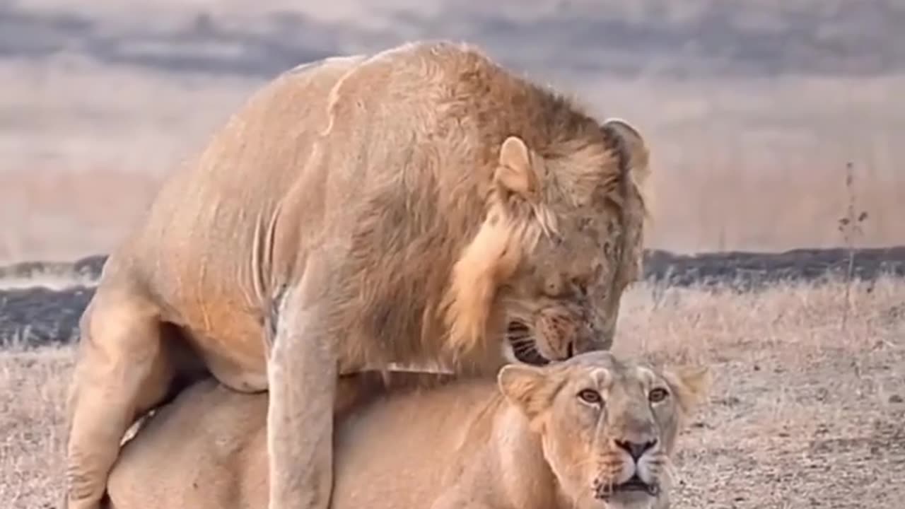 Wildlife's is in closer view with natural perspective.