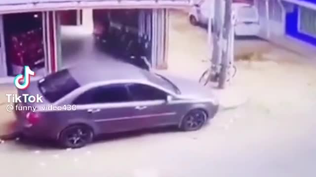 thief dog caught bay police