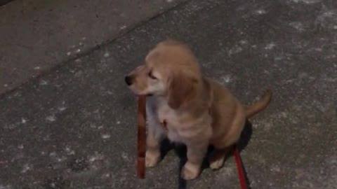 Tree biting retriever